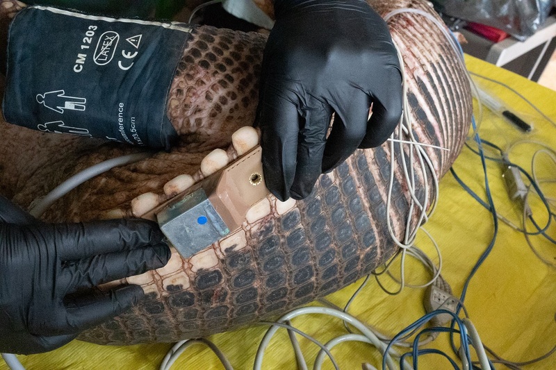 The giant armadillo, the great unknown