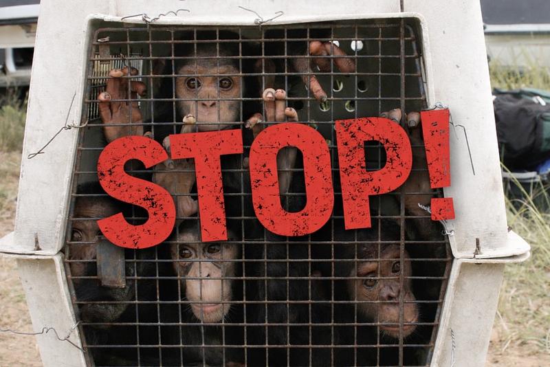 Stop au trafic d'espèces sauvages sur internet !