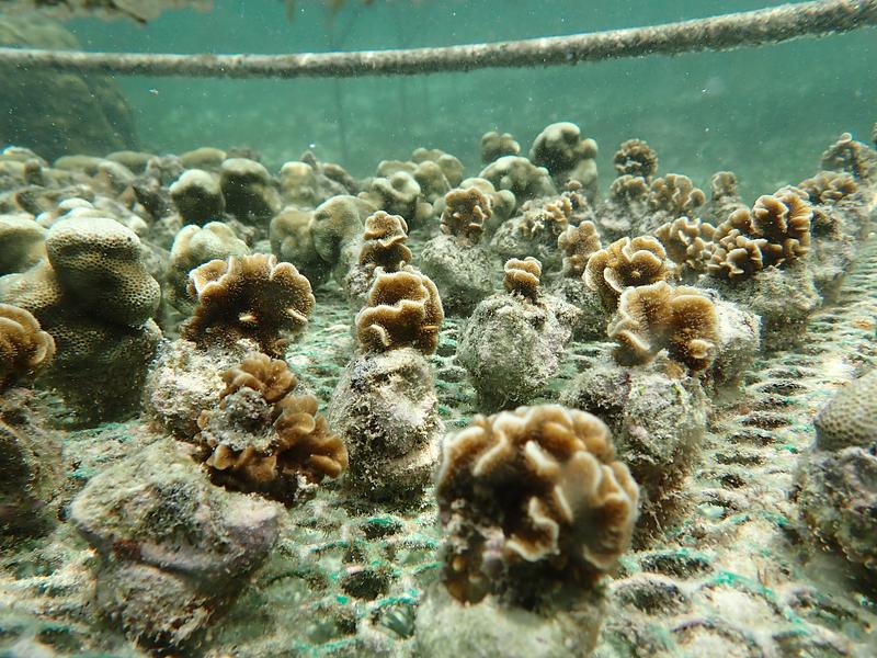 Récifs restaurés, communautés engagées : retour sur notre mission au Kenya