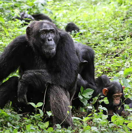 Résultats du recensement des chimpanzés de Bwindi en Ouganda