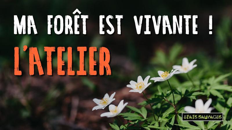 Swarm the wild forest to better protect it...