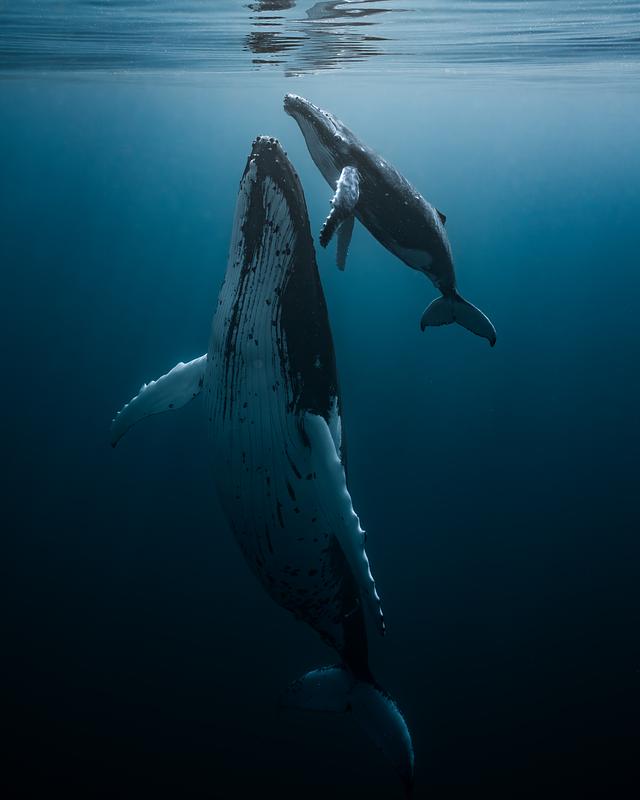 2025 : une année d'action pour la protection des cétacés 