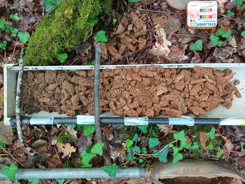 What does the forest whisper to us? Forest diagnostics at Cœur de Forêt