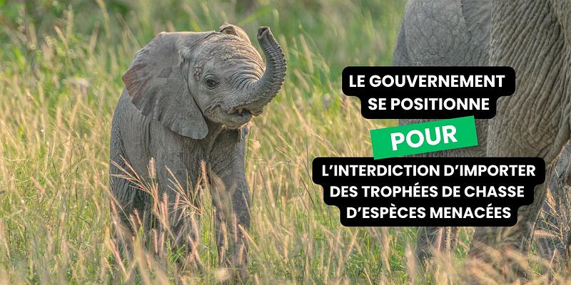 CAP obtient le soutien du gouvernement contre la chasse aux trophées !