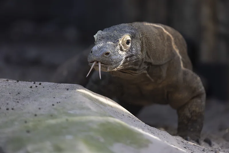 Software to combat poaching