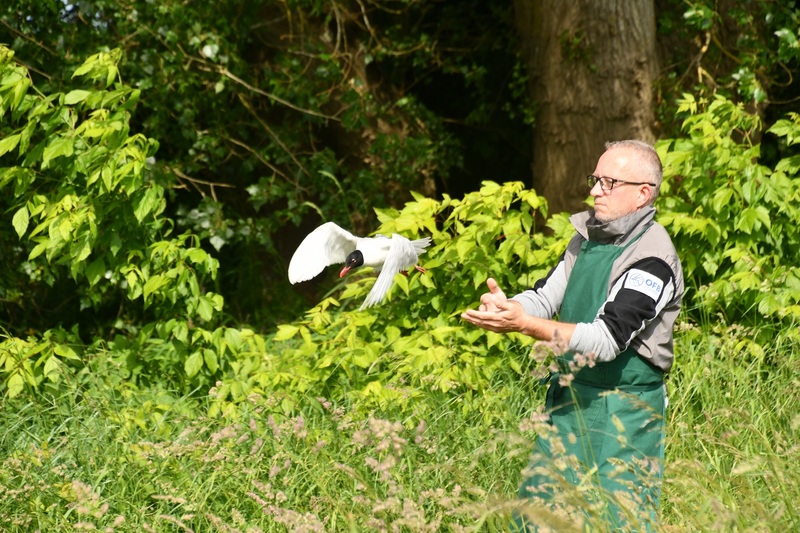 Discovering the Black-headed Gull