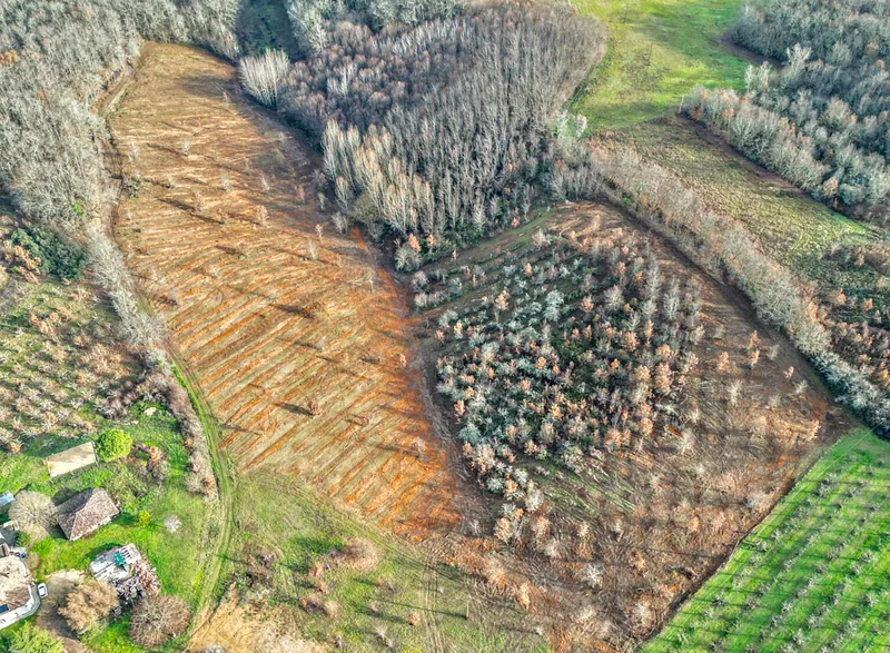 Accelerating reforestation in threatened areas