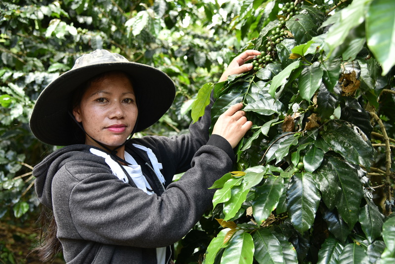 Développer une filière café écologique au Laos