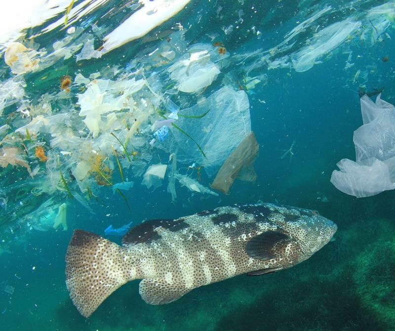 Reduce plastic pollution to protect our environment and our health