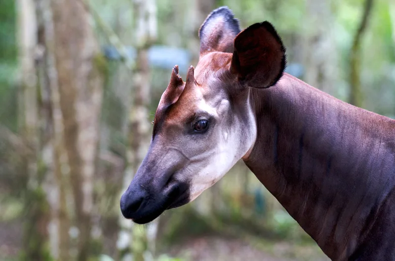 Supporting communities to preserve the okapi