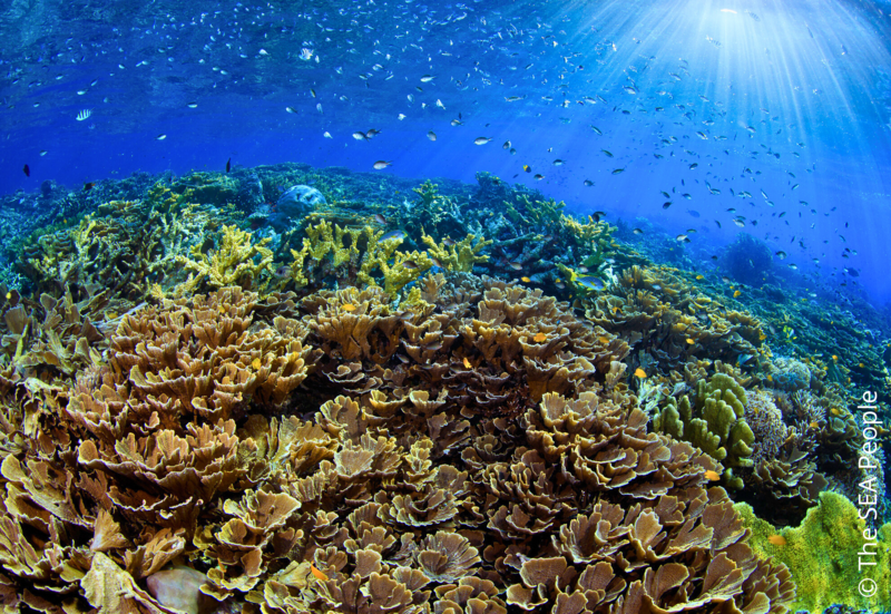 YAF KERU PROGRAM:  LES RAJA AMPAT HOTSPOTS DE BIODIVERSITÉ