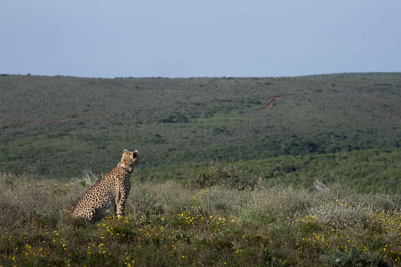 Nkanyiso and her cubs return to the wild