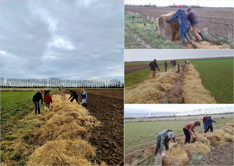 Agroforesterie dans nos fermes : c'est le moment de planter !