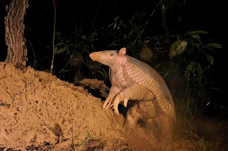 GPS transmitters to study giant armadillos