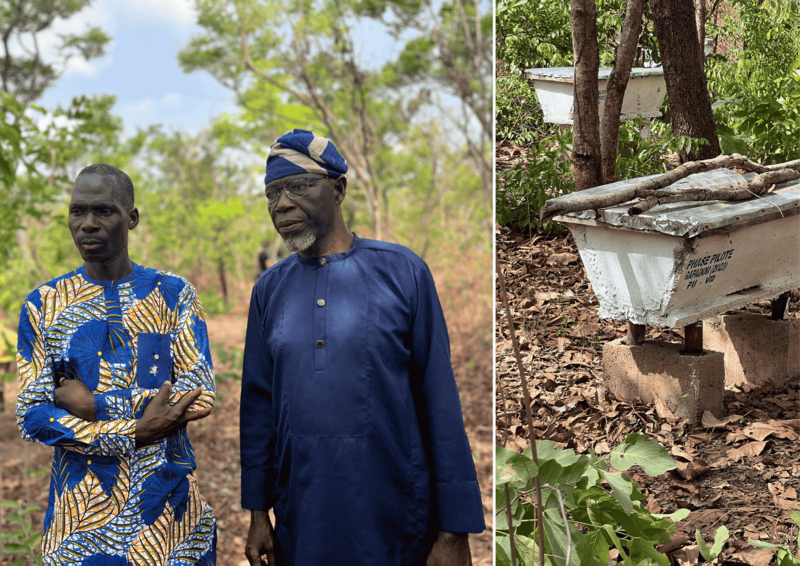 L'Apiculture sur GAPADOU - une activité génératrice de revenus pour les communautés locales