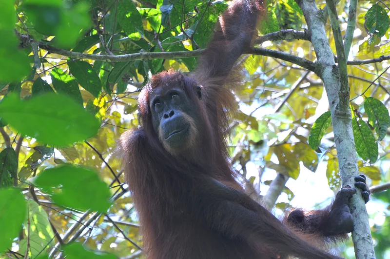 Le Kinabatangan reconnu réserve de biosphère de l’UNESCO