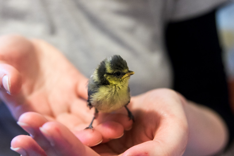 Former des secouristes d'animaux sauvages
