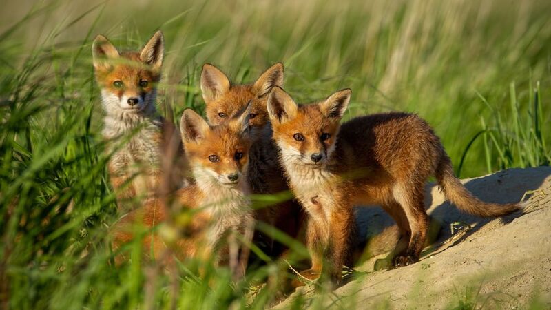 Dites stop au massacre des renards !