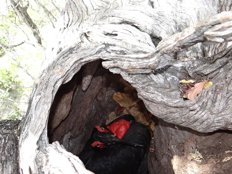 10 nouveaux nids construits pour les calaos