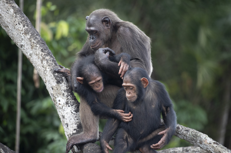 Pendant ce temps dans le parc national Conkouati-Douli…