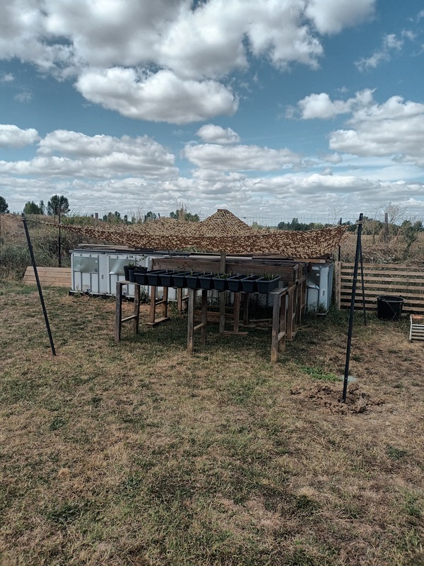 Une nouvelle serre reçue pour la pépinière du Sud (82) / D'autres plants en germination 🌱