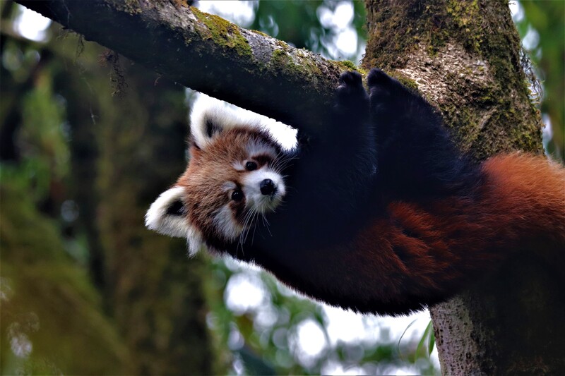 Etudier et protéger les pandas roux et leur habitat