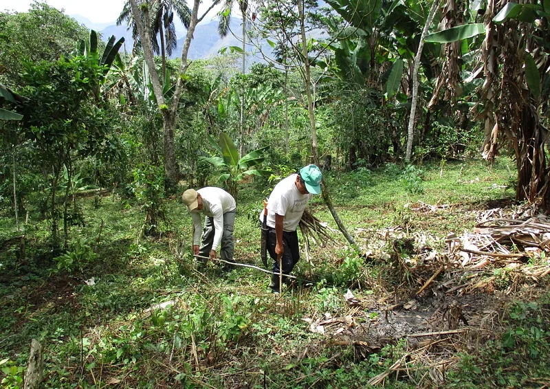 Growing sustainable coffee to preserve the Amazon