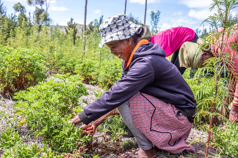 Combating deforestation in threatened areas