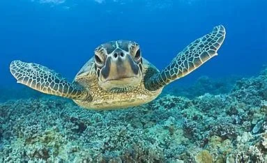 PROGRAMME YAF KERU - ARBOREK et SAWANDAREK, 2 à 6 ans plus tard