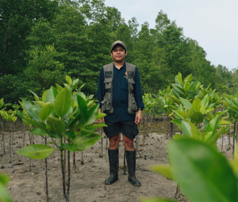 Restoring degraded mangrove forest in the Mahakam Delta