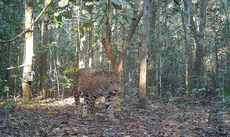 3 expéditions et 160 pièges photographiques installés !