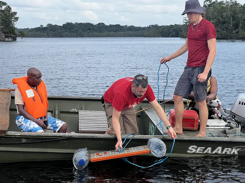 Plus de 3 000 vocalisations de lamantins détectées !