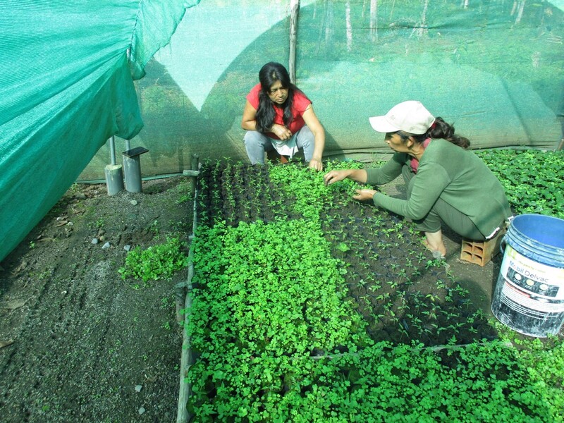  Vers 2026 : zonage des parcelles et 62 500 plants déjà distribués !