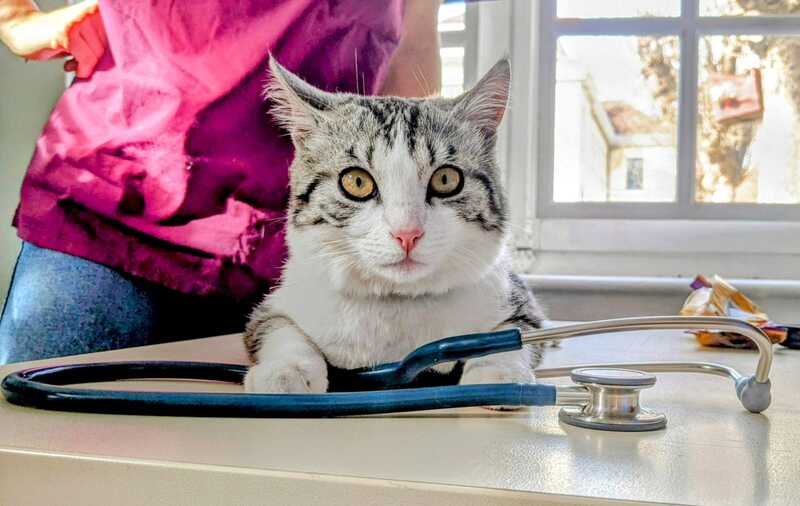 Caring for animals to help those in need