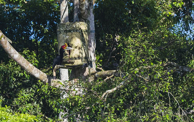 4 nouveaux nids installés en Malaisie