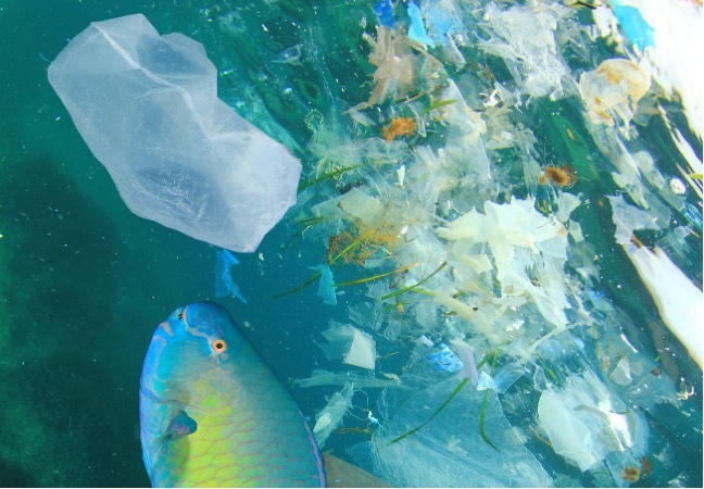 Réduire la pollution plastique des océans