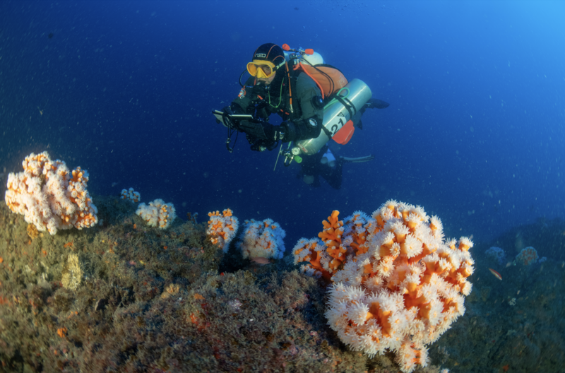En Espagne, les fonds marins reprennent des couleurs 