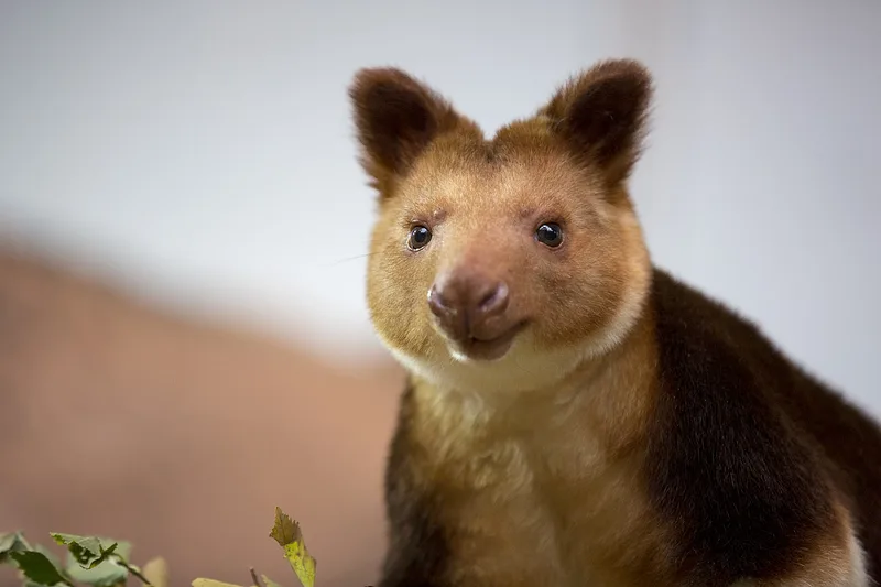 6 nouveaux écogardes recrutés en Papouasie