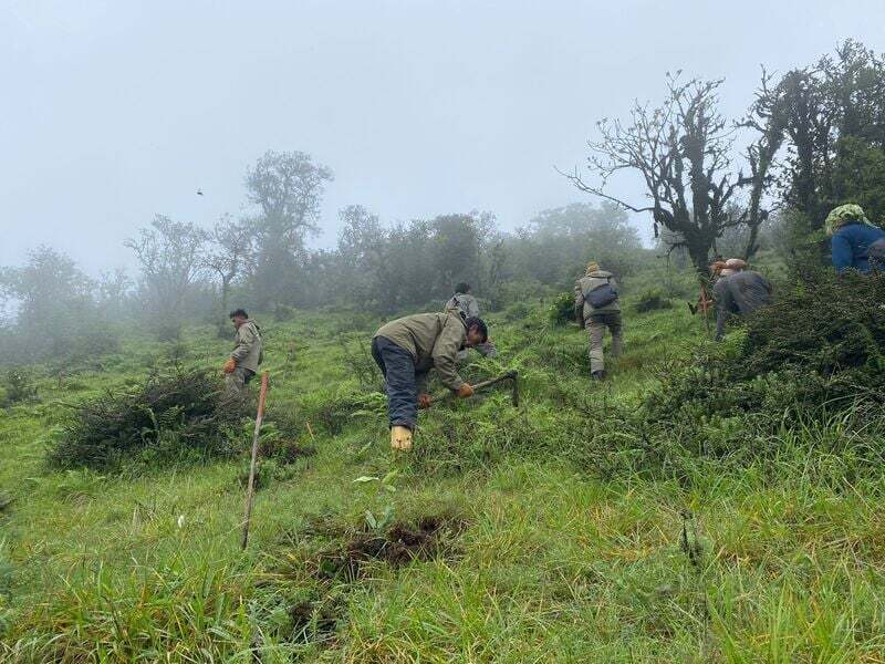 Plus de 10 000 arbres pour les pandas roux !