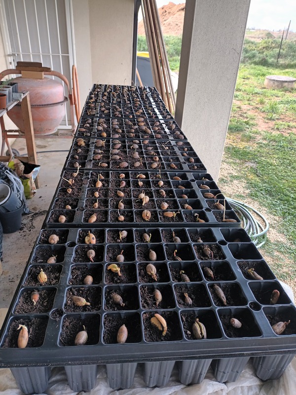 La plantation continue ! 