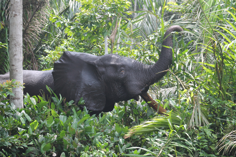 Les éléphants impactent-ils la biodiversité ?