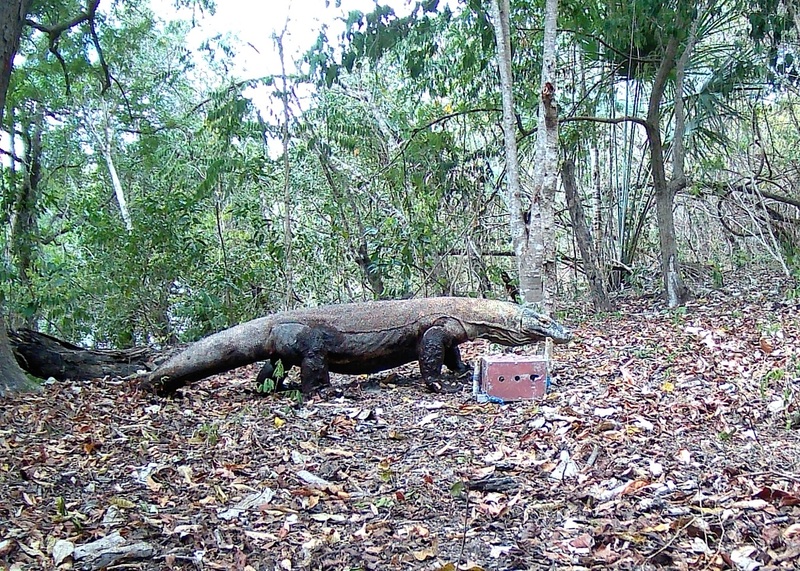 De bonnes nouvelles pour les dragons de Komodo