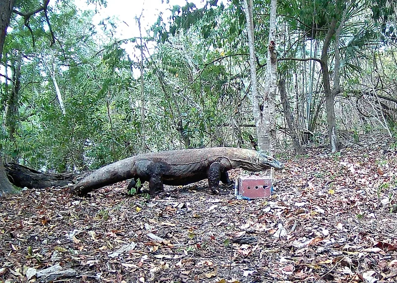 De bonnes nouvelles pour les dragons de Komodo