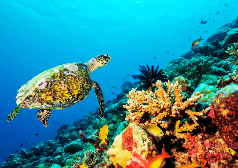 Financer des projets pour accélérer la protection de l’Océan 