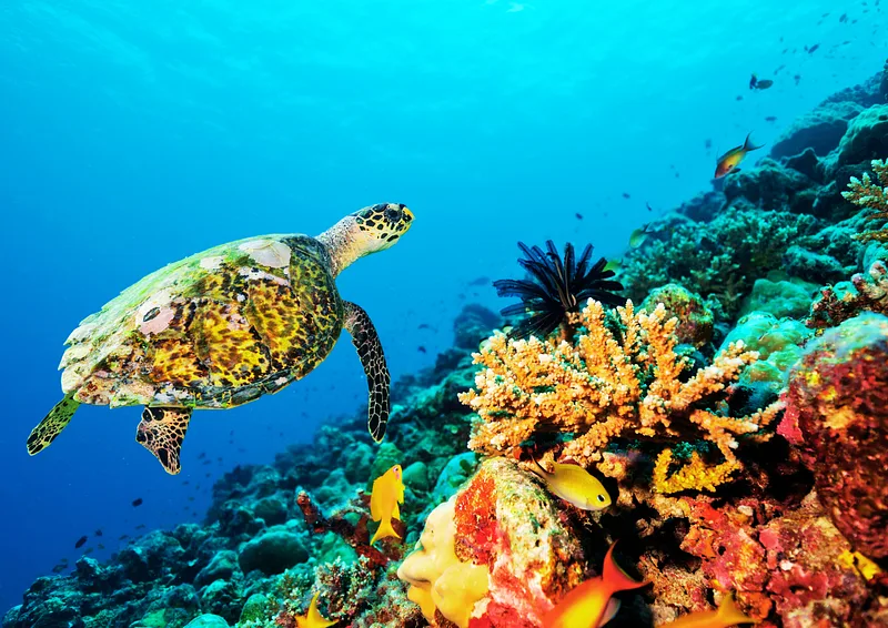 Financing projects to accelerate ocean protection