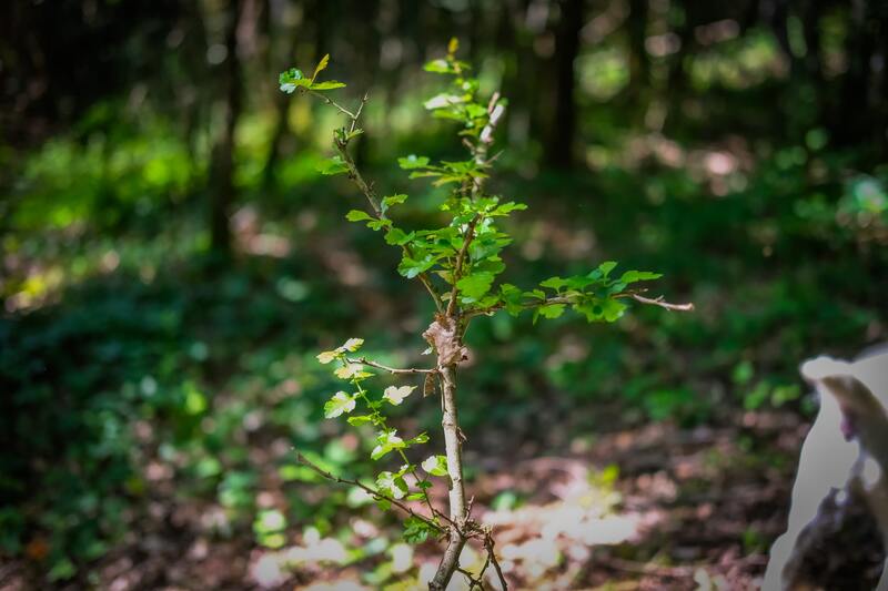 🎉 En 2025, Cœur de Forêt fête ses 20 ans !