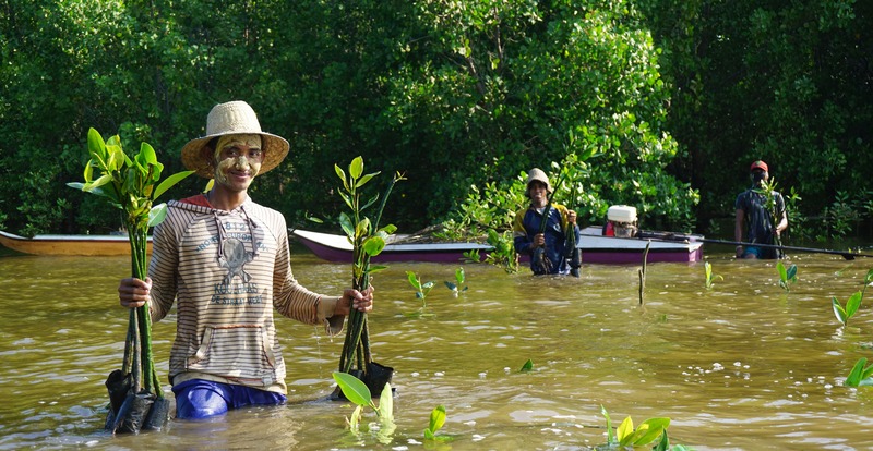 Restoring degraded mangrove forest in the Mahakam Delta