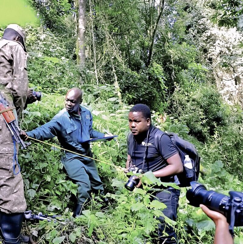 Premier recensement des chimpanzés dans le parc de Bwindi en Ouganda