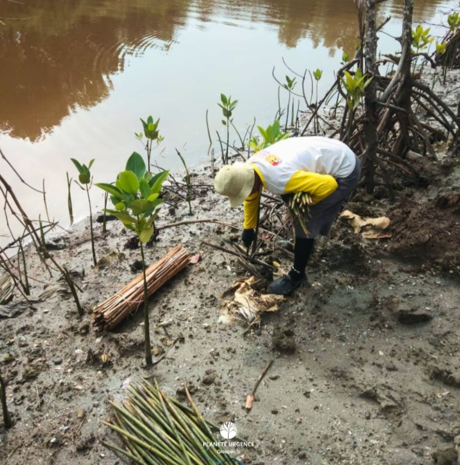 🌱 La saison des mangroves
