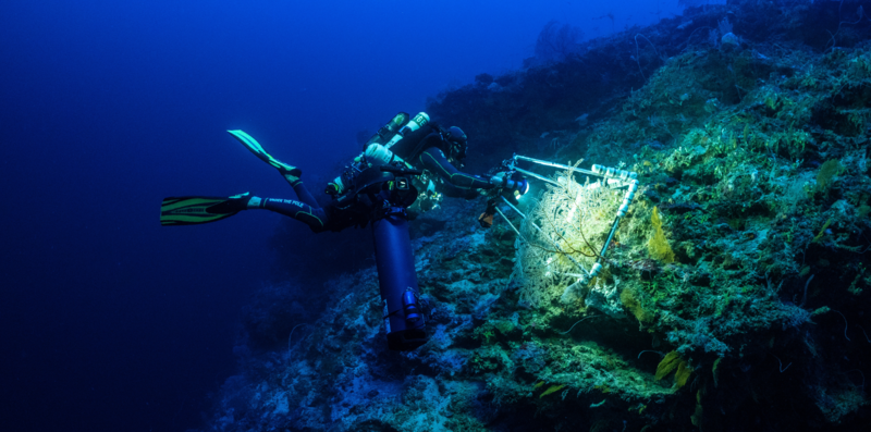 Zoom sur les plongées profondes et scientifiques à Roatán 🪸